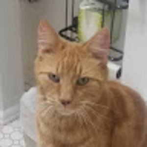 Meet your Posher, Janet